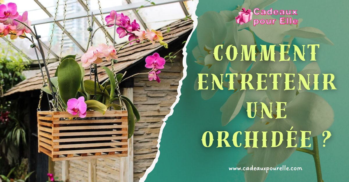 Comment Entretenir Une Orchidée ?